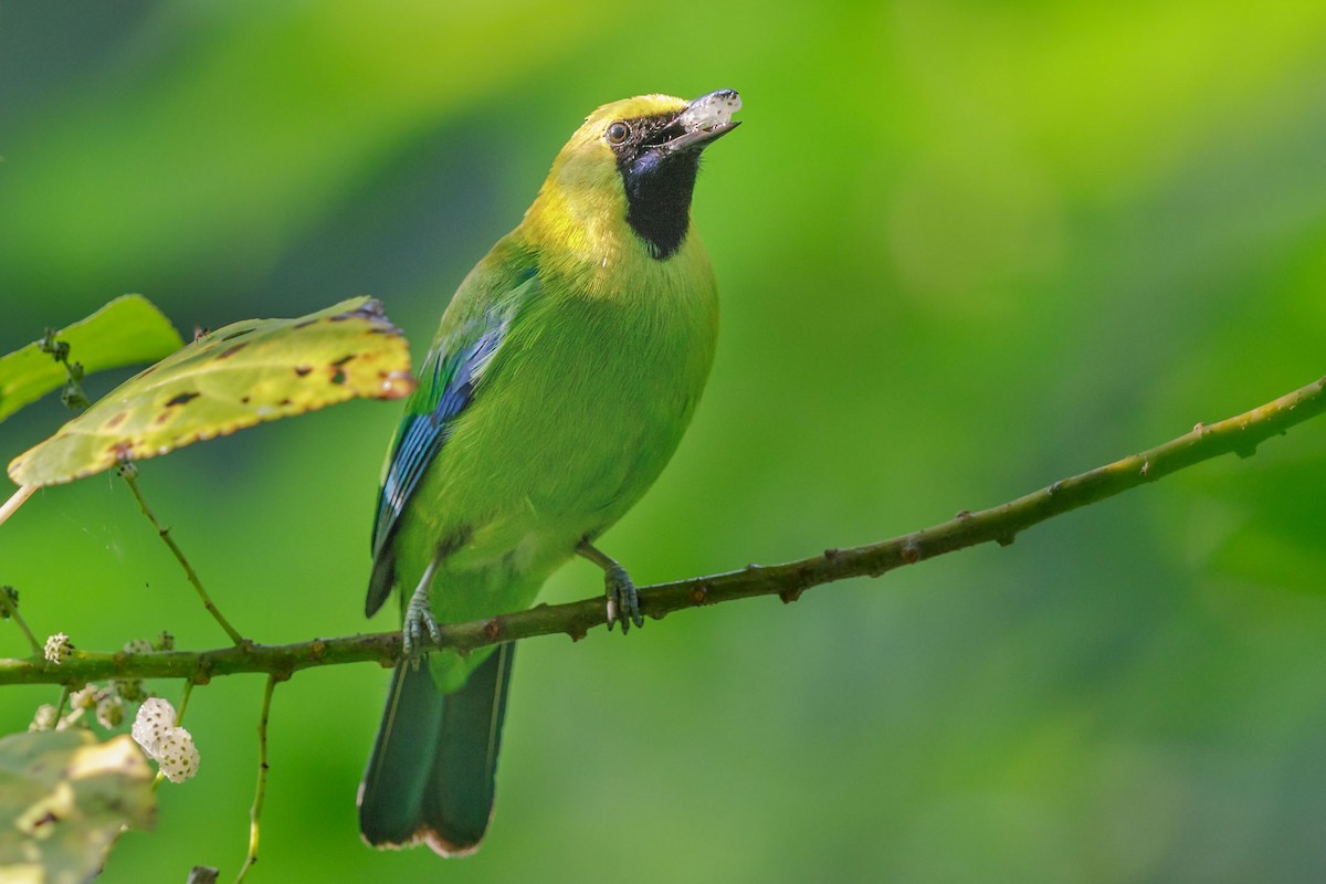 Blue-winged Leafbird - Saravanan Krishnamurthy