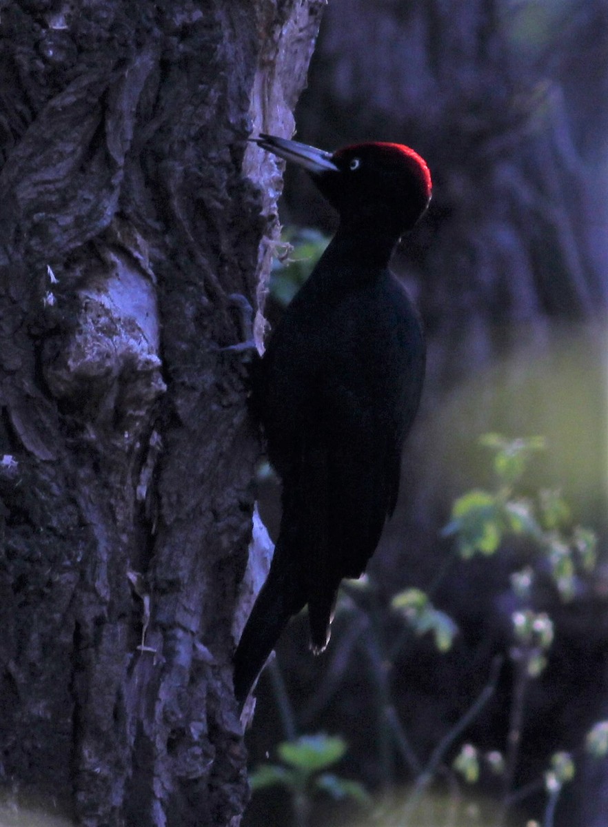 Black Woodpecker - ML323176941