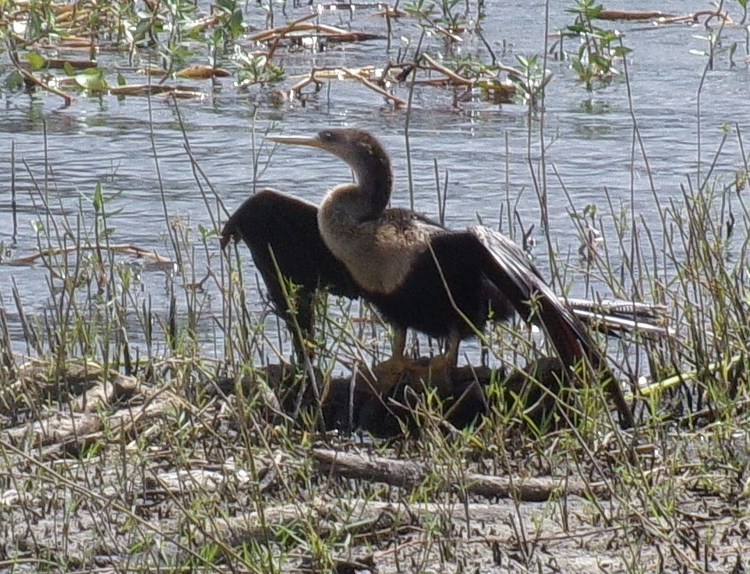 Amerika-Schlangenhalsvogel - ML323177421