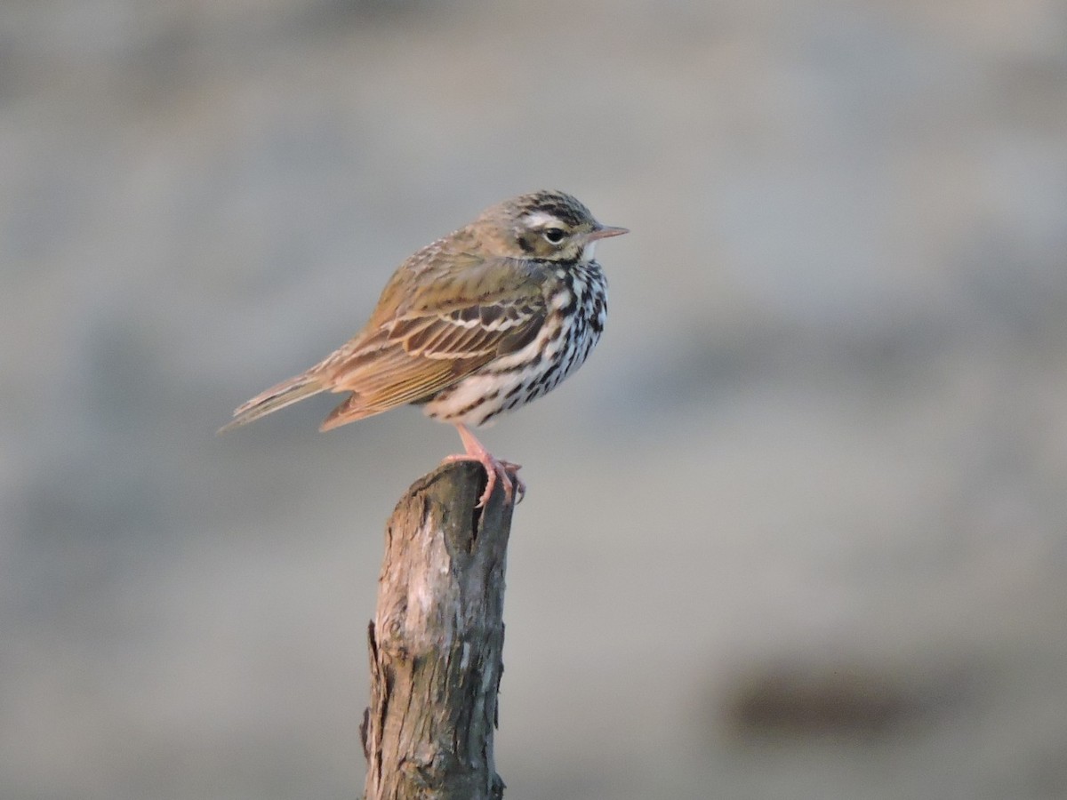 Olive-backed Pipit - Swapnil Chatterjee