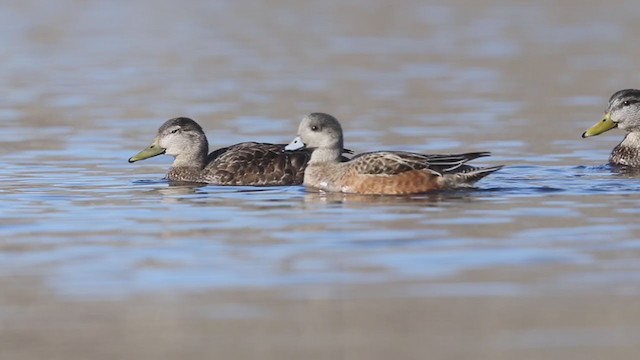 American Wigeon - ML323178261