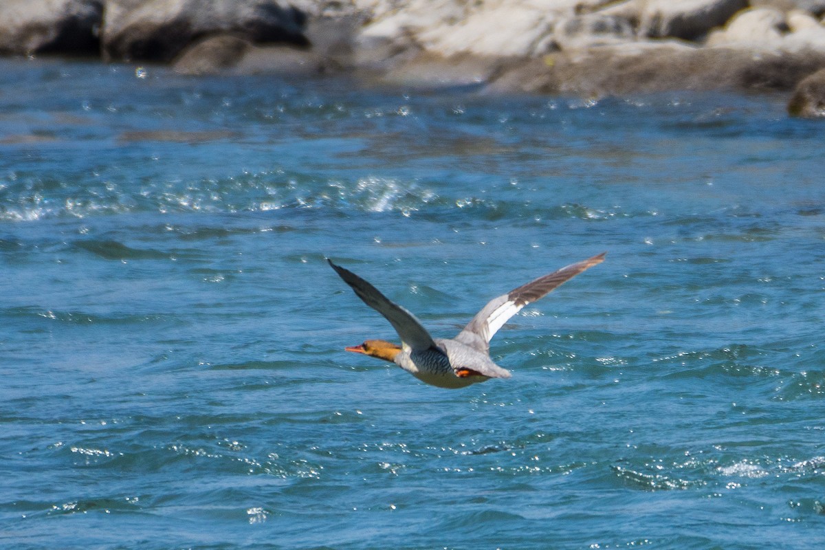 Scaly-sided Merganser - ML323178451