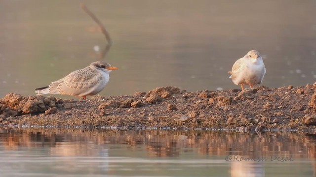 River Tern - ML323179451