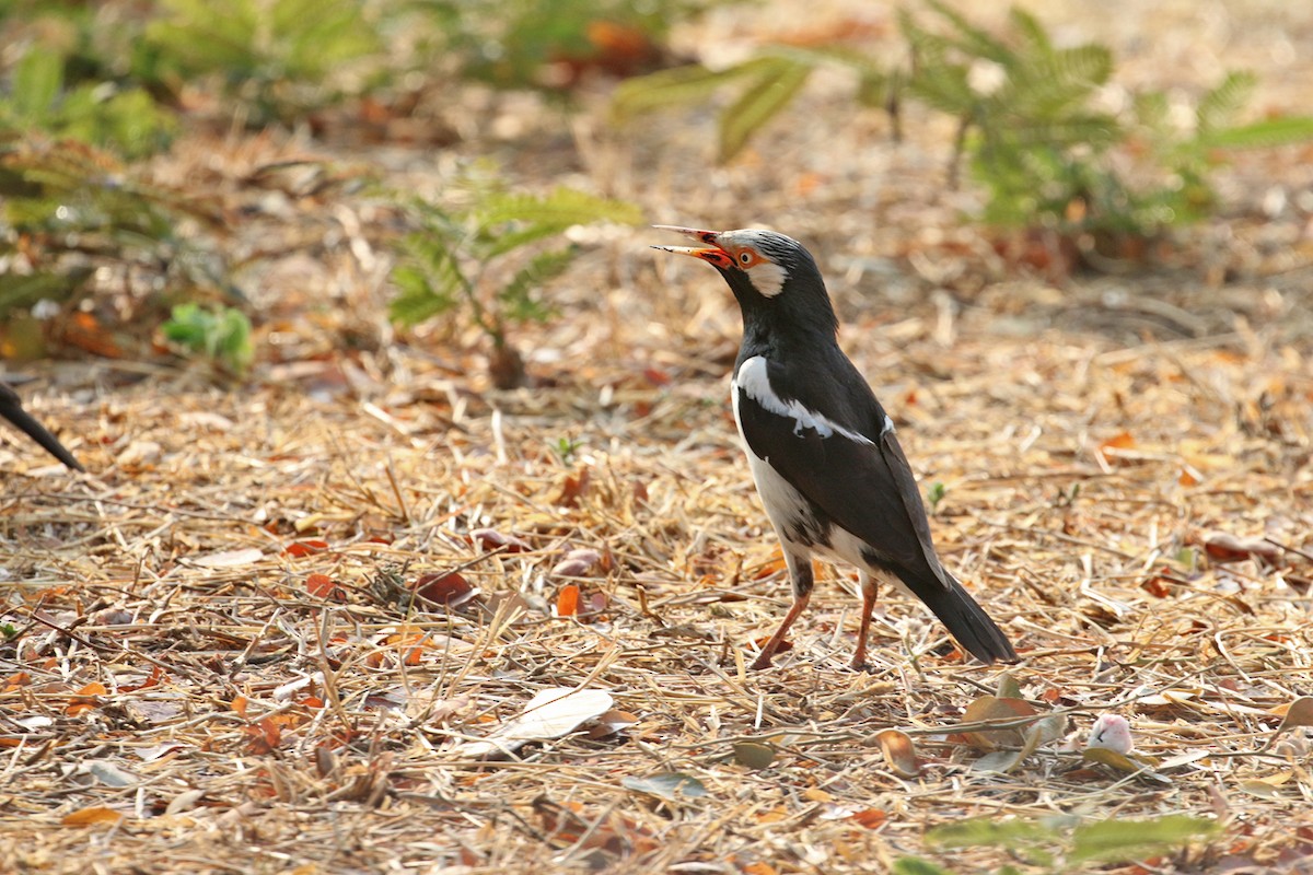 Siamese Pied Starling - ML323179831