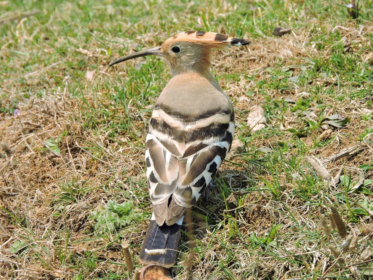 Eurasian Hoopoe - ML323180011