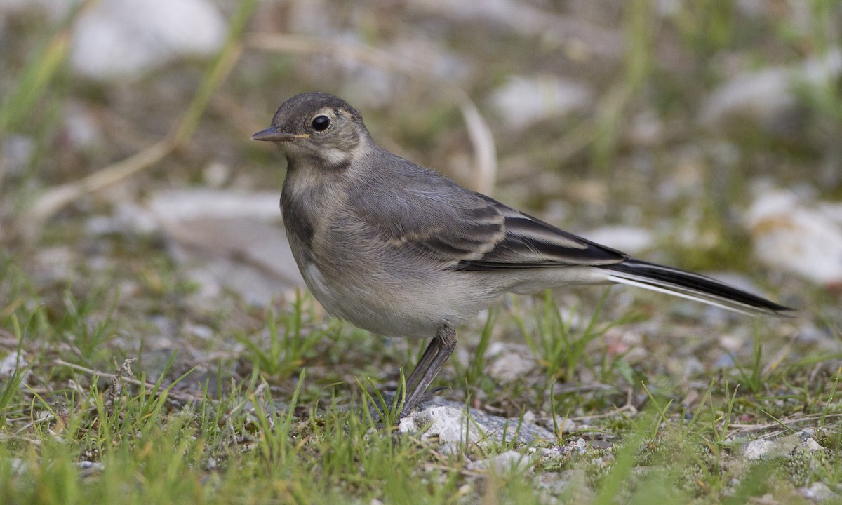 White Wagtail (White-faced) - Brian Sullivan