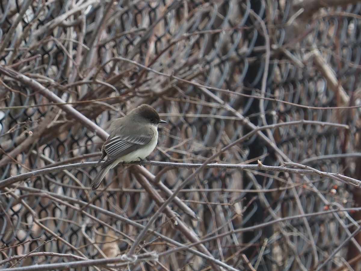 Eastern Phoebe - ML323184851