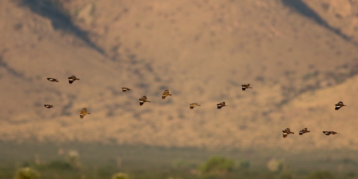 Lark Bunting - ML32318551