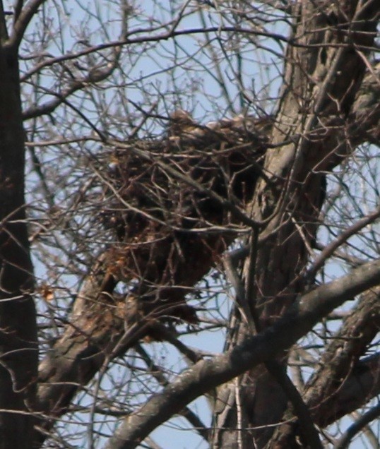 Red-tailed Hawk - ML323185601
