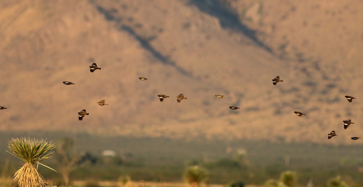 Lark Bunting - Jay McGowan