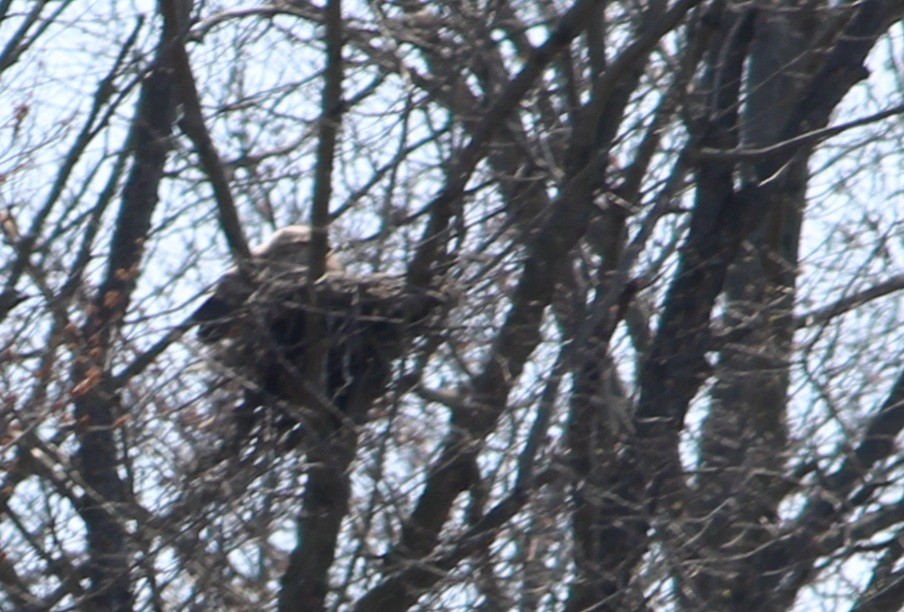 Great Horned Owl - ML323185651