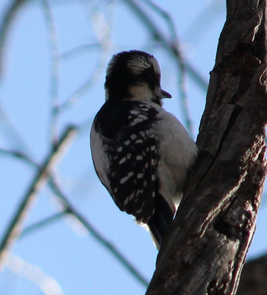 Hairy Woodpecker - ML323185671