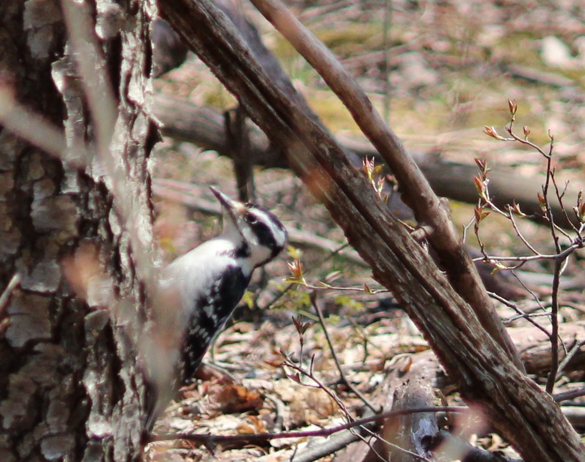 Hairy Woodpecker - ML323185691