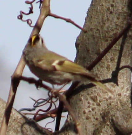 Golden-crowned Kinglet - ML323185741
