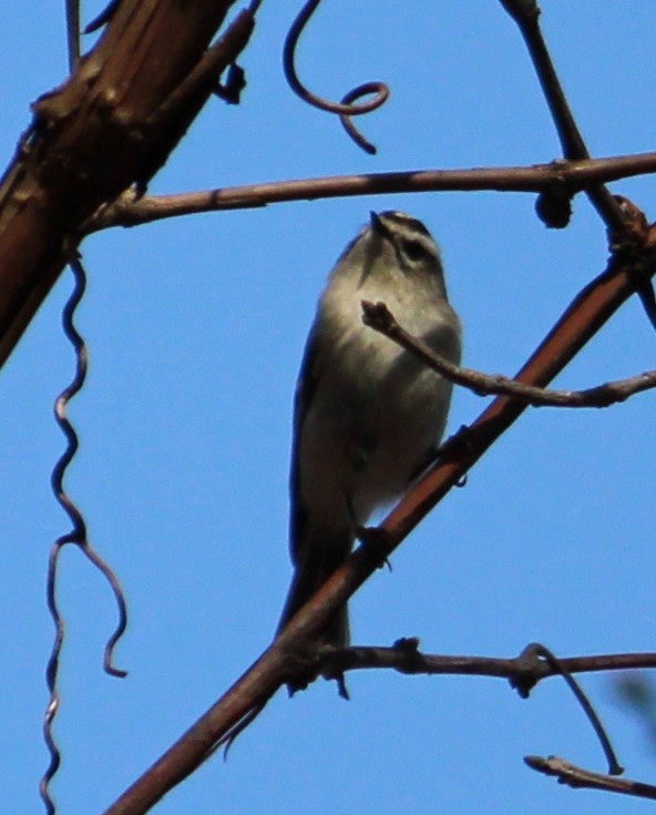 Golden-crowned Kinglet - ML323185751