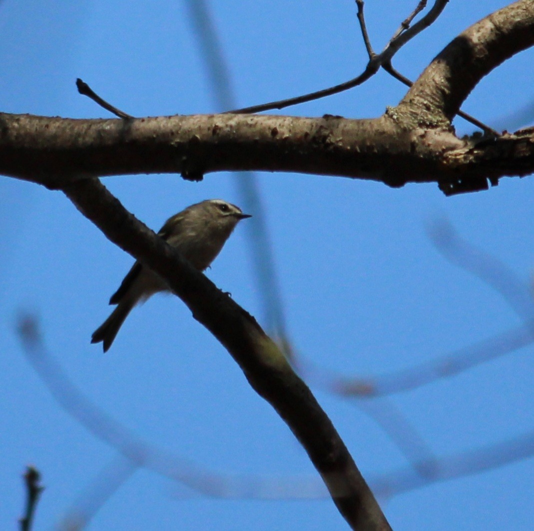 Golden-crowned Kinglet - ML323185761