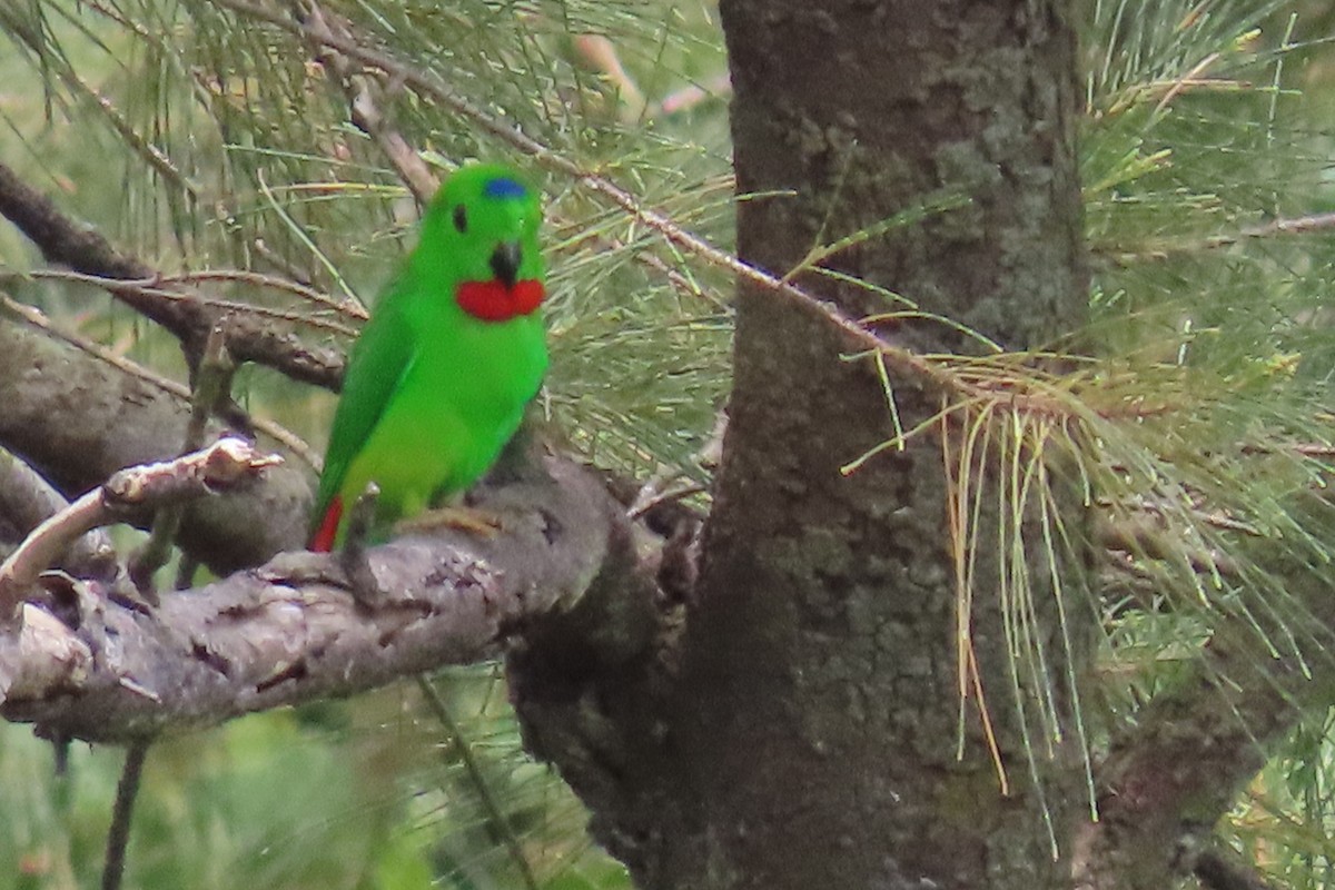 Blue-crowned Hanging-Parrot - ML323188201