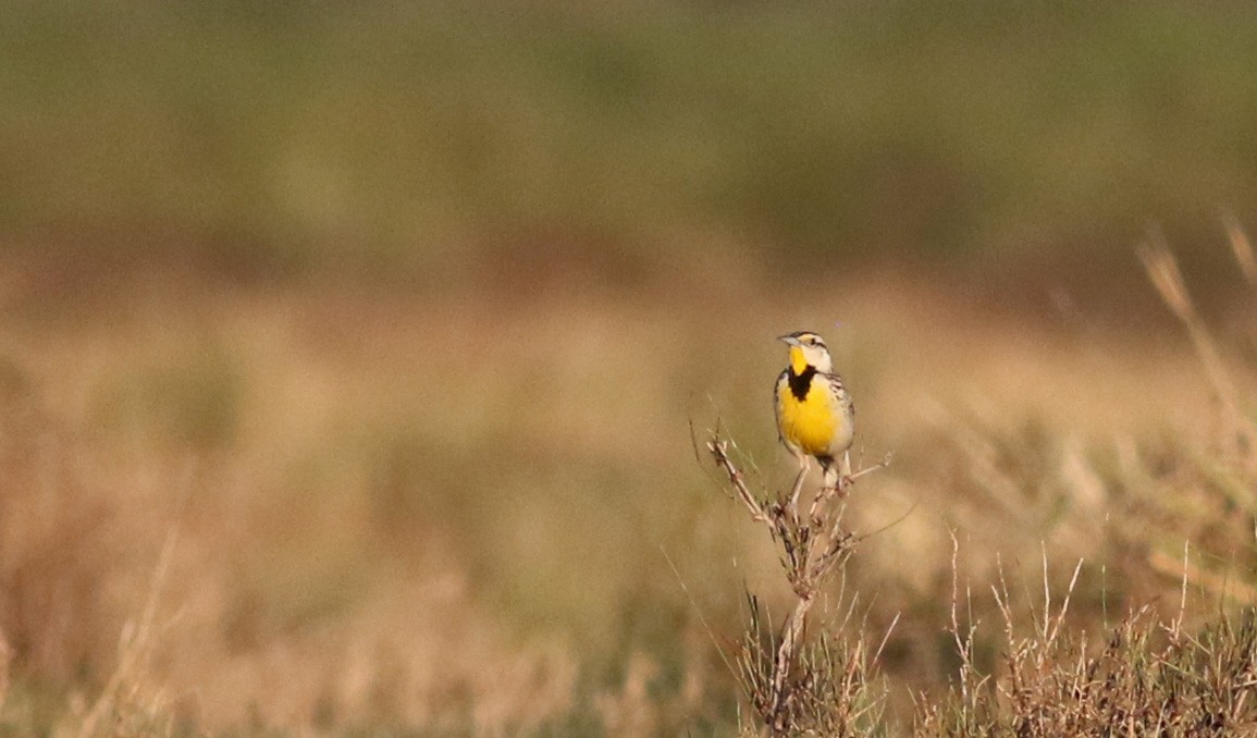 Chihuahuan Meadowlark - Jay McGowan