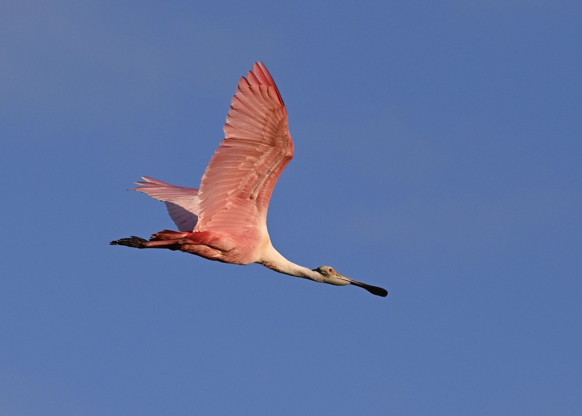 Roseate Spoonbill - ML323190221