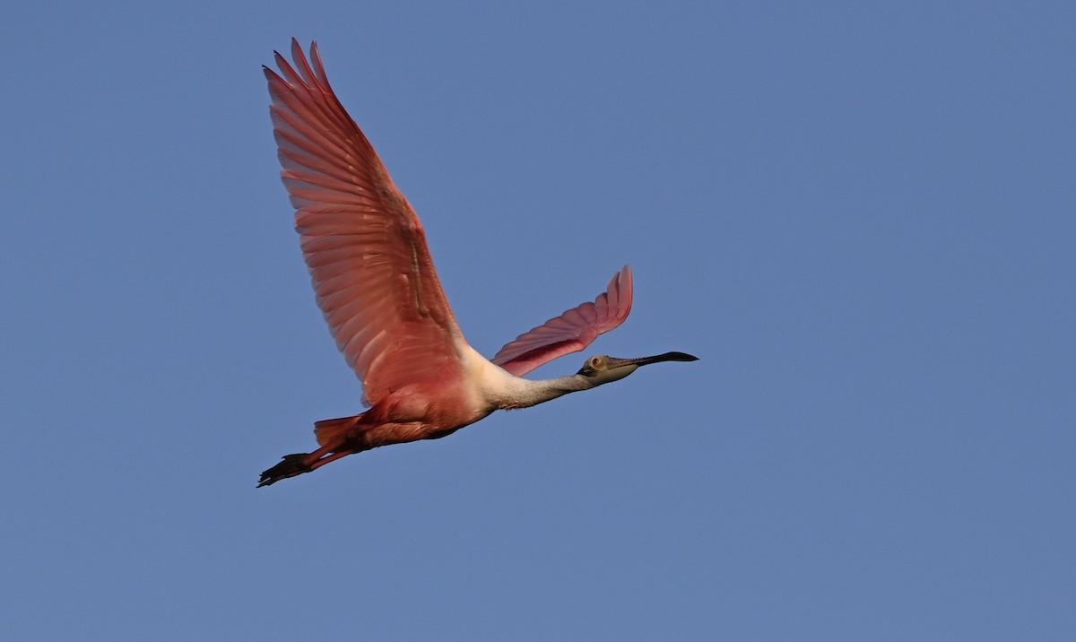 Roseate Spoonbill - ML323190391