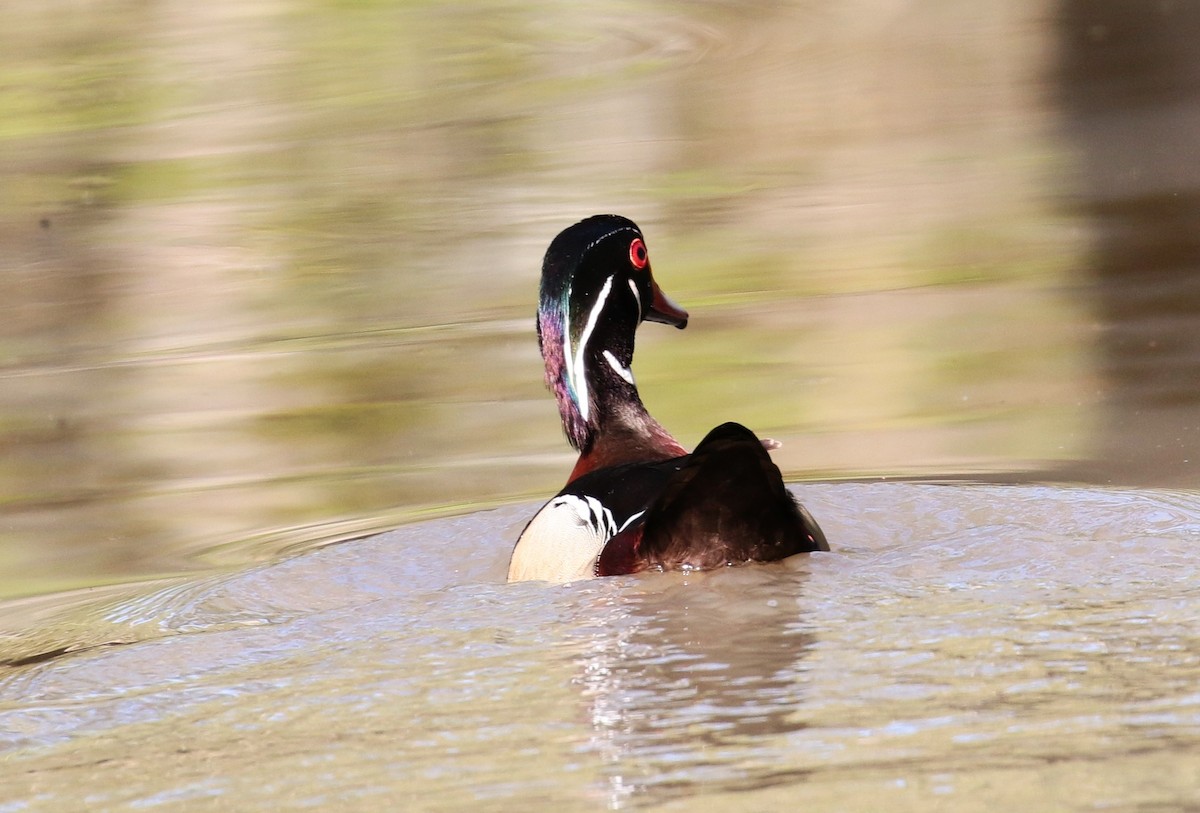 Wood Duck - Margareta Wieser