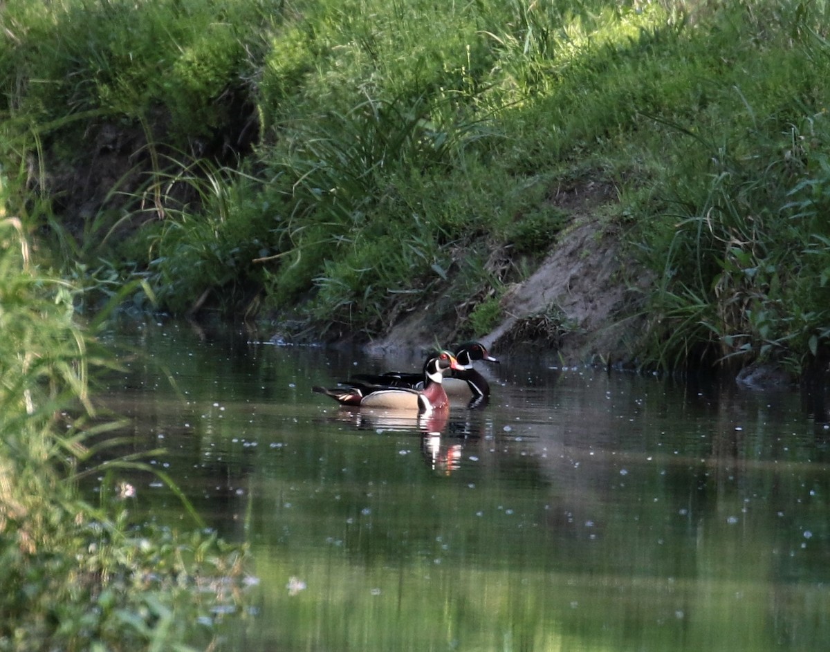 Wood Duck - Margareta Wieser