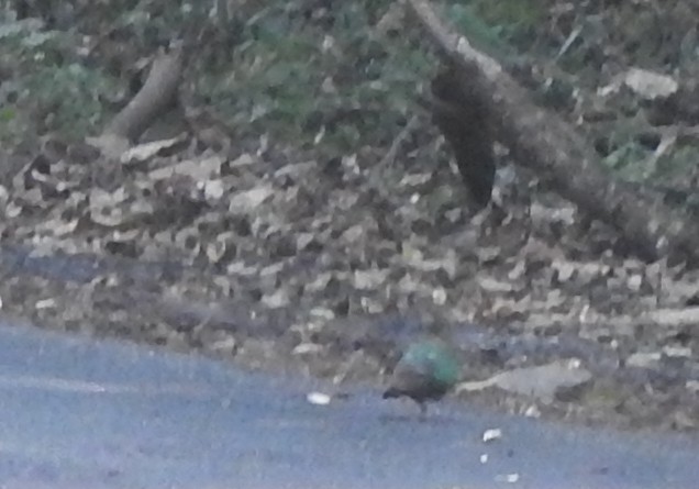 Asian Emerald Dove - ML323192391