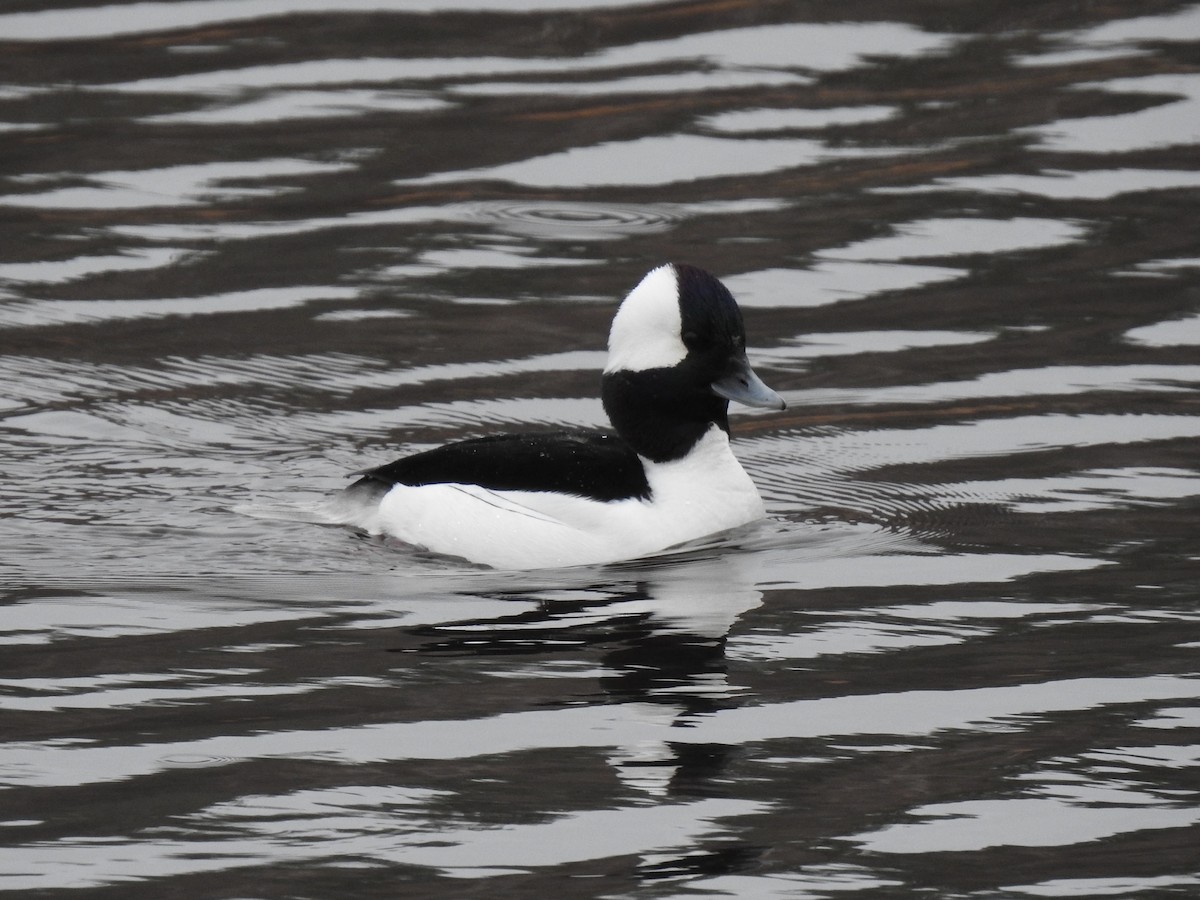 Bufflehead - ML323192491