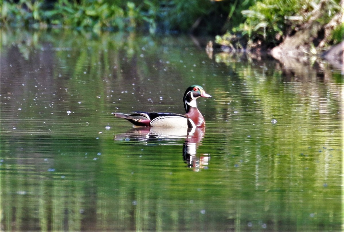 Wood Duck - Margareta Wieser