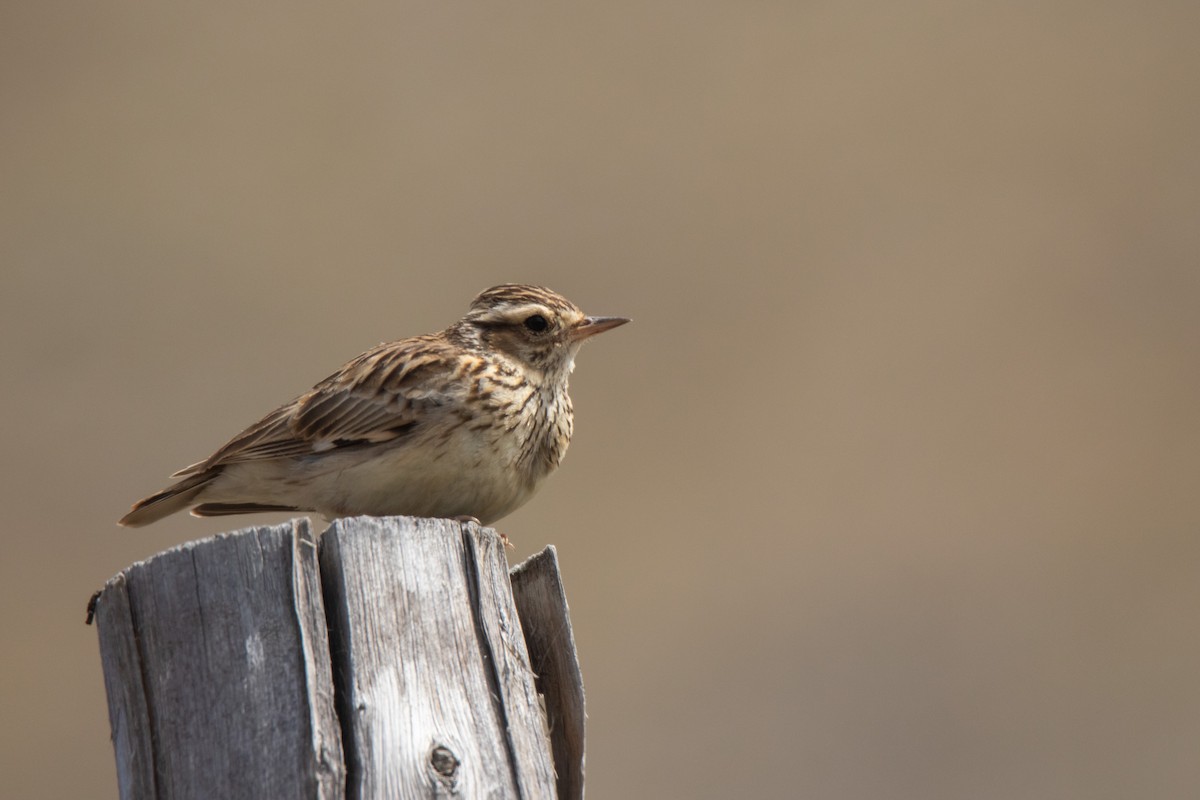 Wood Lark - Chrisostomos Bairaktaris