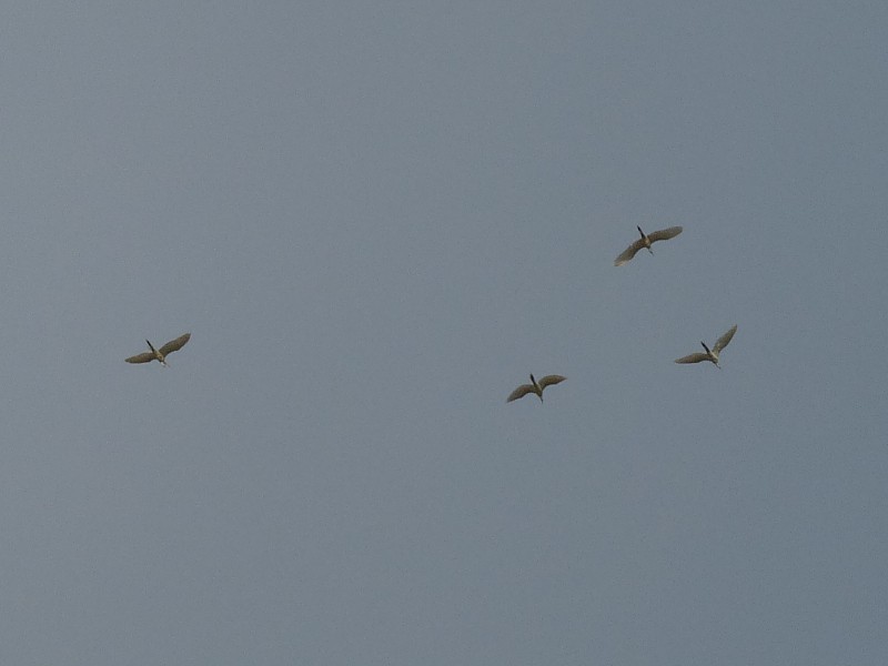 Great Egret - ML323197531