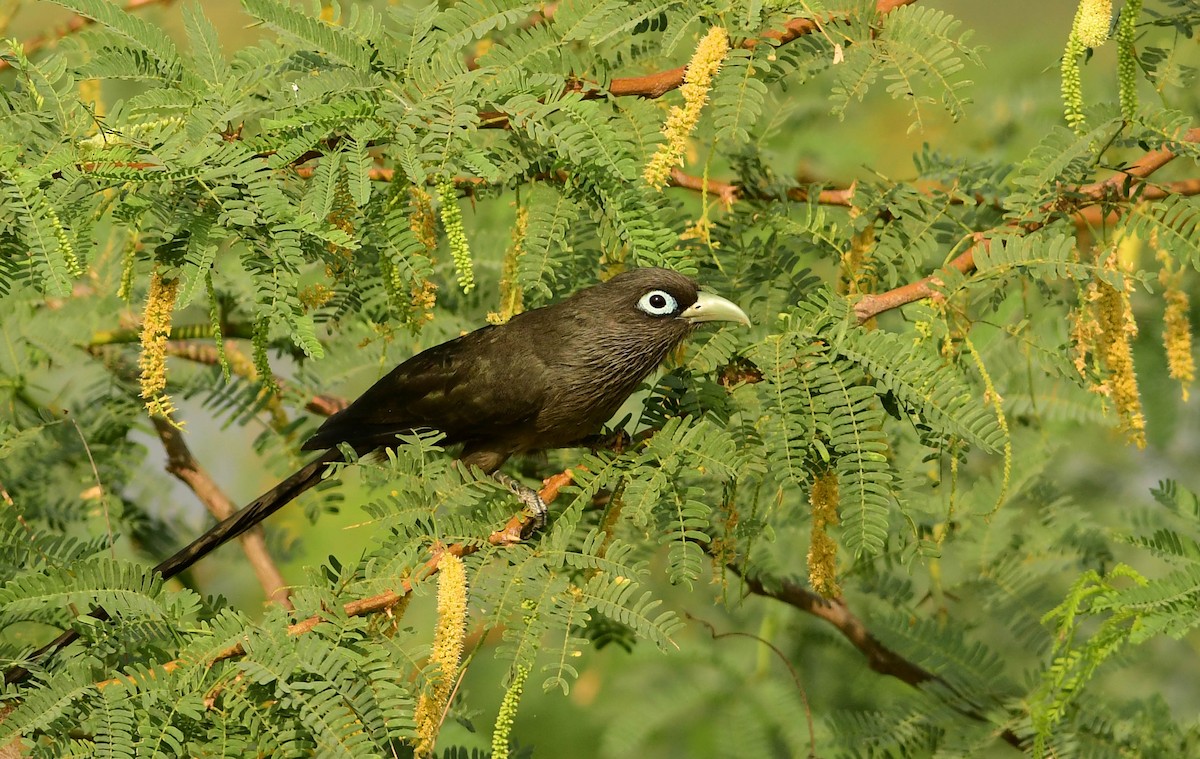 Blue-faced Malkoha - ML323197751