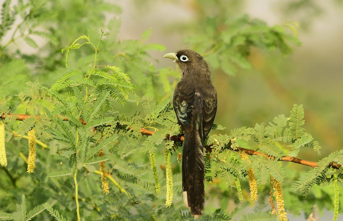 Blue-faced Malkoha - ML323197761