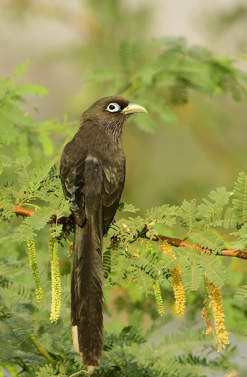 Blue-faced Malkoha - ML323197771