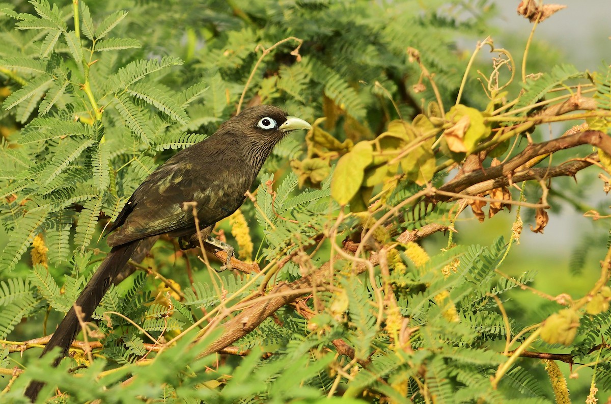 Blue-faced Malkoha - ML323197781