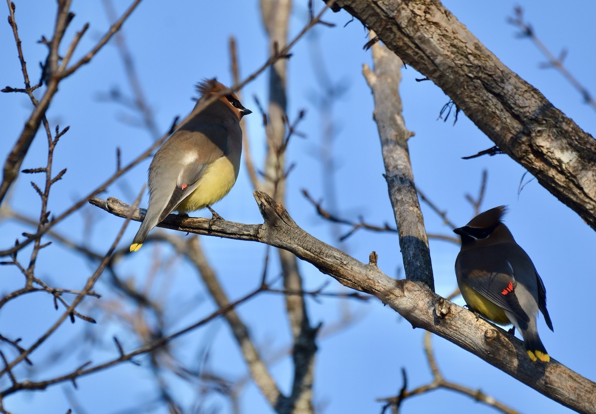 Cedar Waxwing - Anonymous