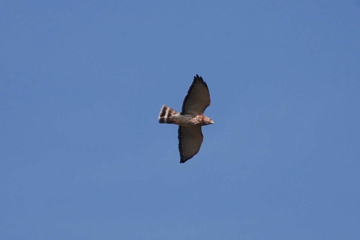 Broad-winged Hawk - ML323198831