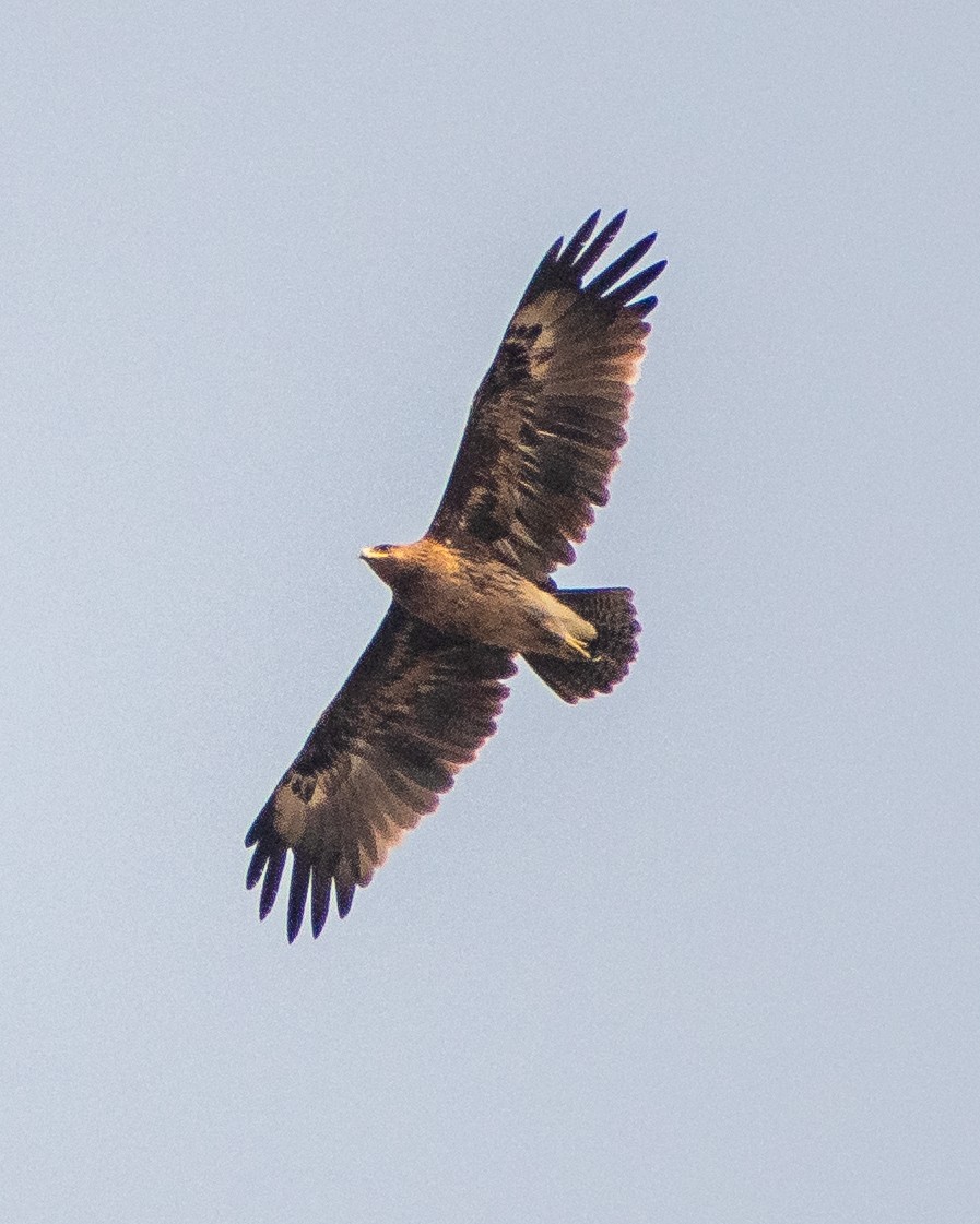 Indian Spotted Eagle - ML323200721