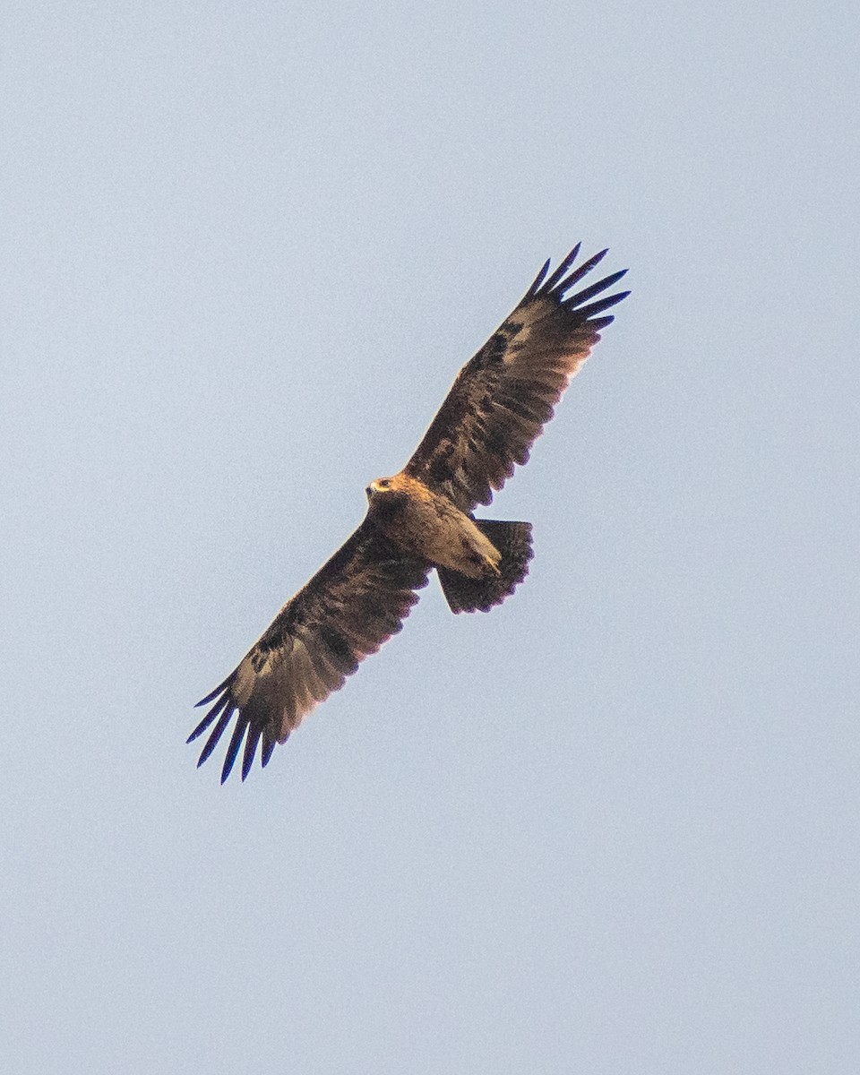 Indian Spotted Eagle - ML323200731