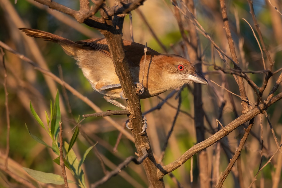 Great Antshrike - ML323203611