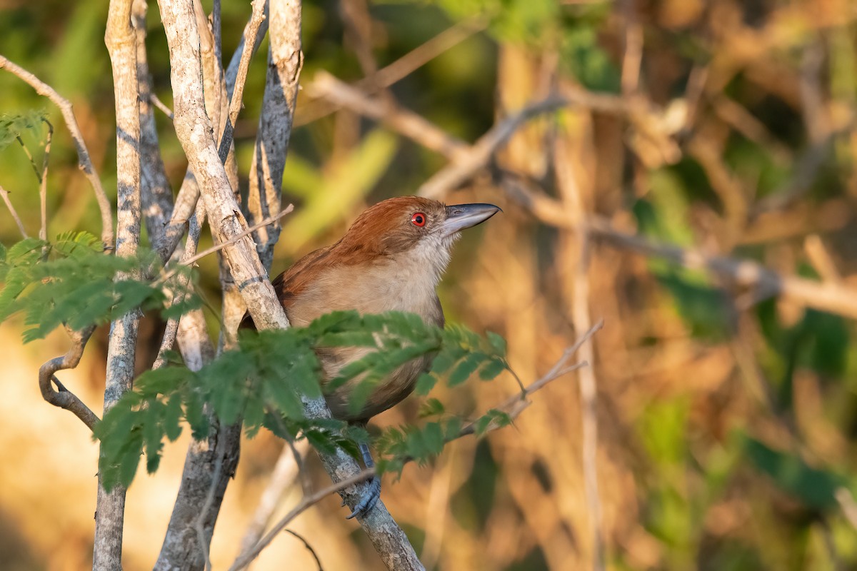 Great Antshrike - Pablo Re