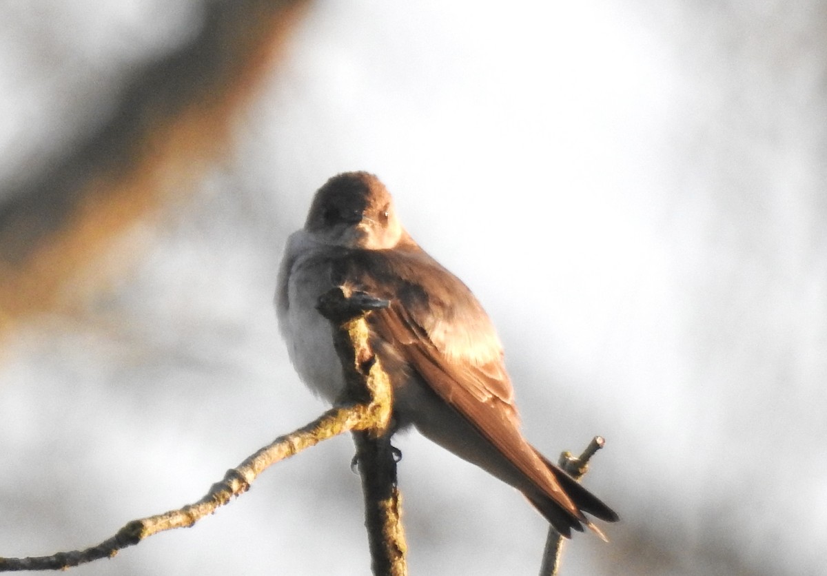 Northern Rough-winged Swallow - Michael Niven