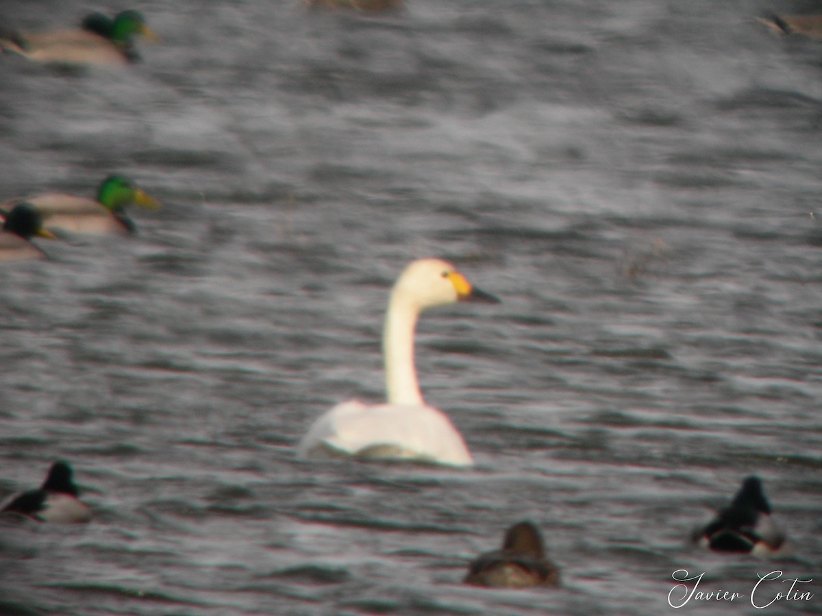 Cygne siffleur - ML323204071