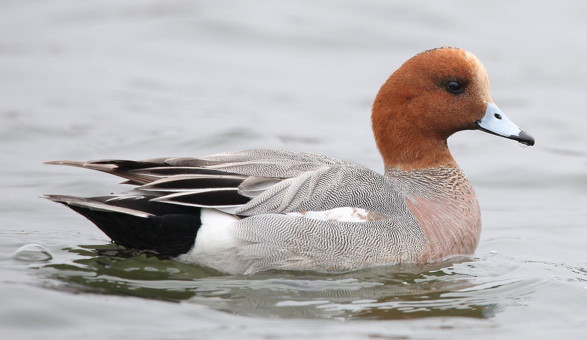 Eurasian Wigeon - ML323205731