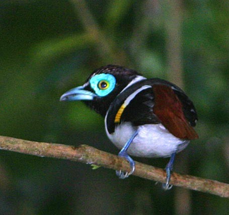 Wattled Broadbill - ML323206141