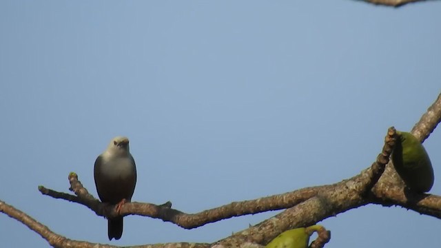 Malabar Starling - ML323206821