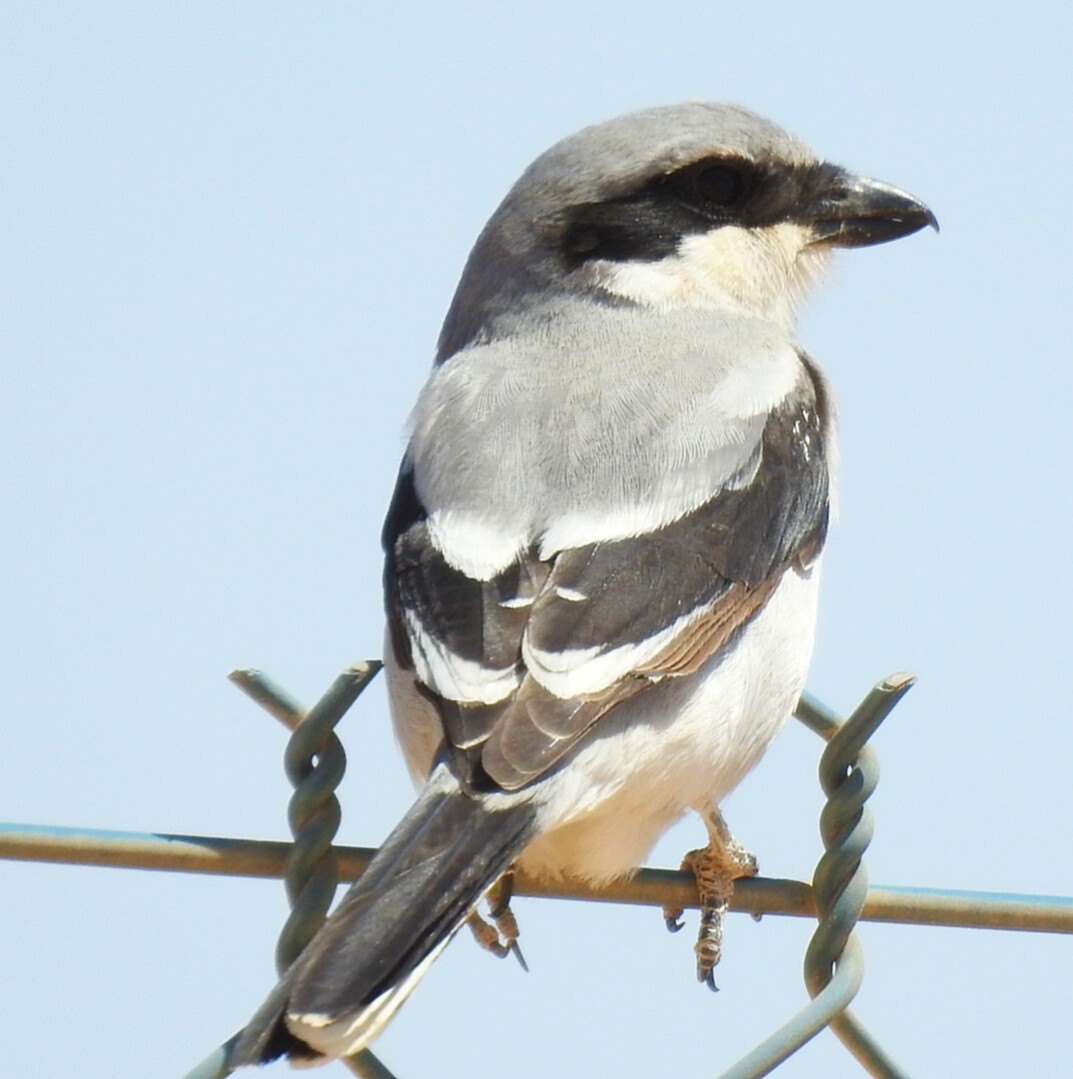 Great Gray Shrike - ML323207601