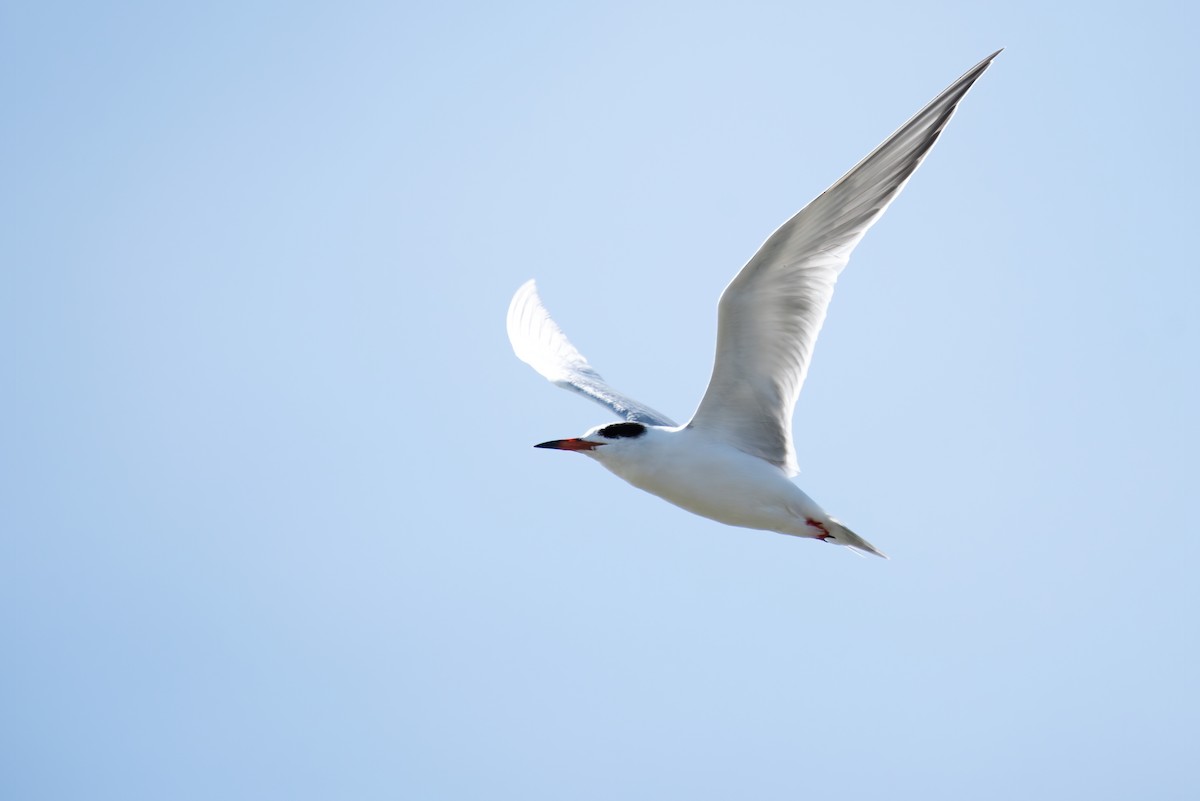 Forster's Tern - ML323207861