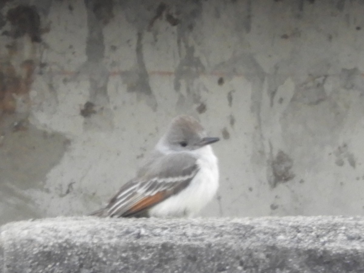 Ash-throated Flycatcher - ML323207941