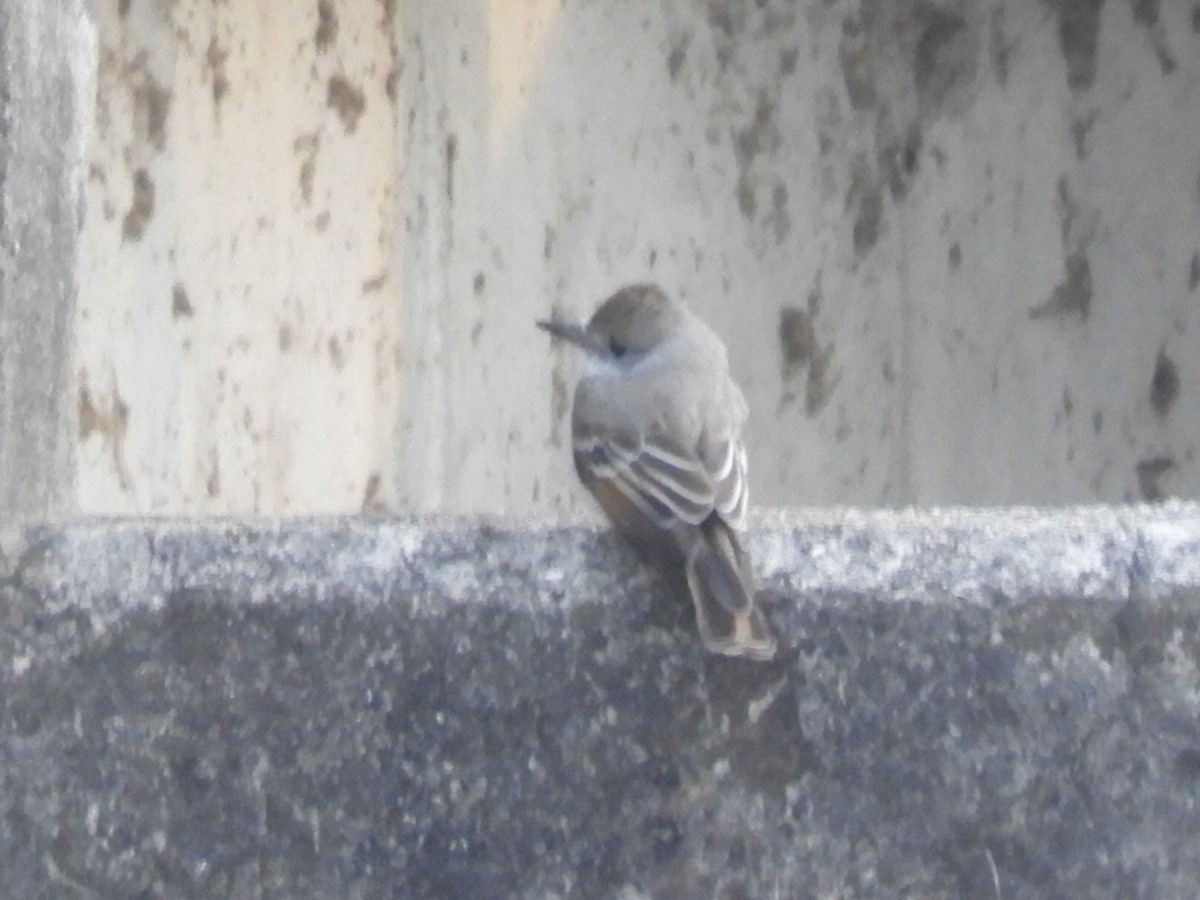 Ash-throated Flycatcher - ML323208211